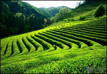 中國茶葉流通協會簡介及入會須知